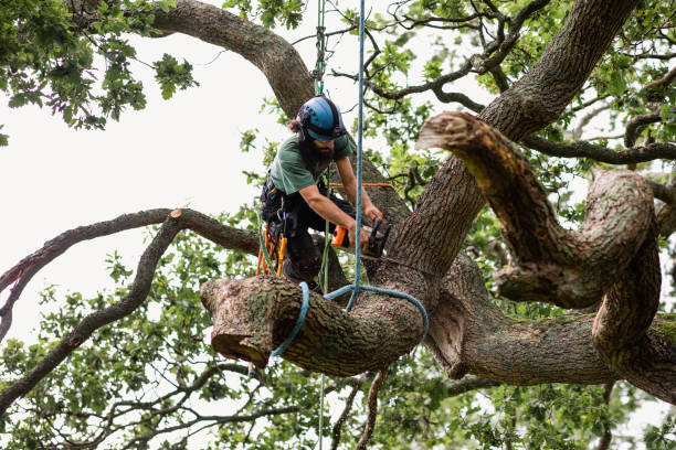 Best Hazardous Tree Removal  in Hudson, WI