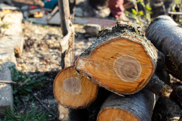 How Our Tree Care Process Works  in  Hudson, WI