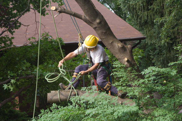 Pest Control for Lawns in Hudson, WI